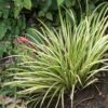 Acorus Gramineus Variegata - Jonc Japonais Panaché
