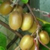 Kiwi Hayward (femelle) - Actinidia Deliciosa -Raciflore Soldes Boutique Actinidia Deliciosa Hayward femelle 781291 1