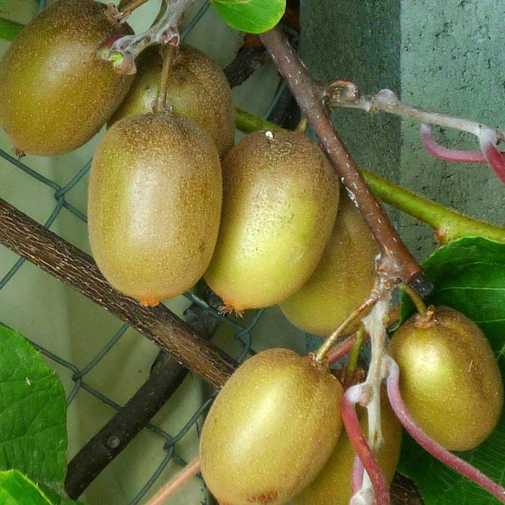 Kiwi Hayward (femelle) - Actinidia Deliciosa 3 Kiwi Hayward (femelle) - Actinidia Deliciosa