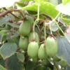 Kiwi Arguta Issai (autofertile) - Kiwaï - Actinidia Arguta -Raciflore Soldes Boutique Actinidia Issai 42856 1