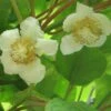 Kiwi Tomuri (mâle) - Actinidia Deliciosa -Raciflore Soldes Boutique Actinidia deliciosa Tomuri 80722 FL