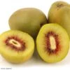 Kiwi - Actinidia Deliciosa Kiwi Wonder -Raciflore Soldes Boutique Actinidia deliciosa Wonder 84702 1