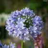 Agapanthe Full Moon -Raciflore Soldes Boutique Agapanthe Full Moon Agapanthus praecox subsp orientalis IF 18024 1