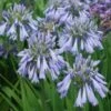 Agapanthe Celebration - Agapanthus -Raciflore Soldes Boutique Agapanthus Celebration 15046 1