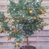 Calamondin - Citrus Madurensis (mitis) -Raciflore Soldes Boutique Agrume Calamondin 79065 1
