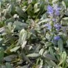 Ajuga Noble Nightingale - Bugle Rampante -Raciflore Soldes Boutique Ajuga Noble Nighlingale IF 17604 1