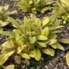 Ajuga Feathered Friends Fancy Finch - Bugle Rampante -Raciflore Soldes Boutique Ajuga friends fancy finch IF 17606 1