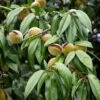Amandier Nain Autofertile Fruit Me Almond Me - Prunus Dulcis -Raciflore Soldes Boutique Amandier nain autofertile Fruit me Almond me Prunus dulcis copyright 16221 1