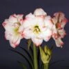 Amaryllis Amadeus Candy - Hippeastrum -Raciflore Soldes Boutique Amaryllis Amadeus Candy Hippeastrum 15922 1