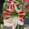 Amaryllis Ambiance* 2 Amaryllis Ambiance* -Raciflore Soldes Boutique Amaryllis Ambiance 56970 1