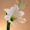 Amaryllis Amputo -Raciflore Soldes Boutique Amaryllis Amputo 82353 1