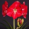 Amaryllis Candy Cream (Candy Queen) - Hippeastrum 2 Amaryllis Candy Cream (Candy Queen) - Hippeastrum -Raciflore Soldes Boutique Amaryllis Candy Cream Candy Queen Hippeastrum IF 17548 1