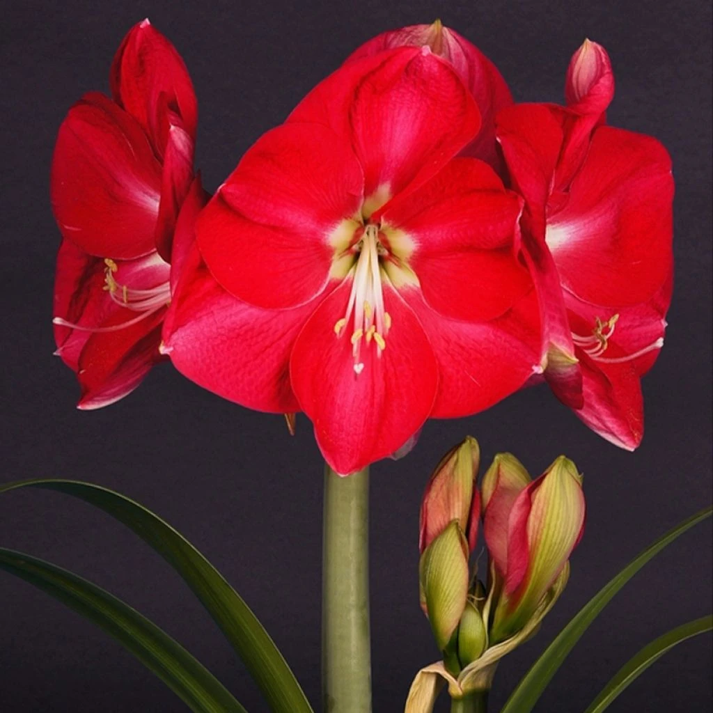 Amaryllis Candy Cream (Candy Queen) - Hippeastrum 3 Amaryllis Candy Cream (Candy Queen) - Hippeastrum
