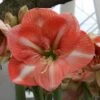 Amaryllis Faro* -Raciflore Soldes Boutique Amaryllis Faro 56606 1