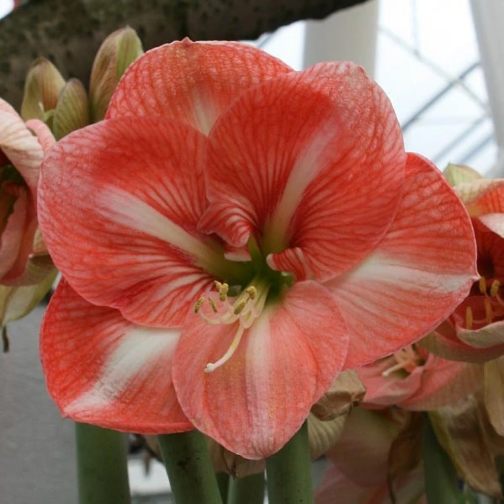 Amaryllis Faro* 3 Amaryllis Faro*