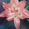 Amaryllis Double Lady Jane 1 Amaryllis Double Lady Jane -Raciflore Soldes Boutique Amaryllis Lady Jane LD alljengi 56977 1