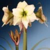 Amaryllis Lemon Cream - Hippeastrum -Raciflore Soldes Boutique Amaryllis Lemon Cream Hippeastrum IF 175510 1