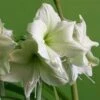 Amaryllis Luna 2 Amaryllis Luna -Raciflore Soldes Boutique Amaryllis Luna 56705 1