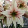 Amaryllis Magic Green -Raciflore Soldes Boutique Amaryllis Magic Green 56614 1