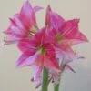 Amaryllis Neon -Raciflore Soldes Boutique Amaryllis Neon 87545 1