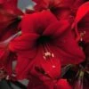 Amaryllis Rapido -Raciflore Soldes Boutique Amaryllis Rapido 56972 1