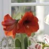 Amaryllis Red Lion -Raciflore Soldes Boutique Amaryllis Red Lion 82354 1
