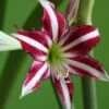 Amaryllis Santiago -Raciflore Soldes Boutique Amaryllis Santiago 82352 1