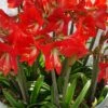 Amaryllis Pluriflore Striped Garden - Hippeastrum -Raciflore Soldes Boutique Amaryllis Striped Garden copyright 15932 1