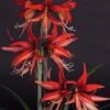 Amaryllis Sumatra - Hippeastrum Cybister -Raciflore Soldes Boutique Amaryllis Sumatra Hippeastrum 15931 1