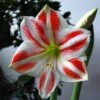 Amaryllis Clown -Raciflore Soldes Boutique Amaryllis Sydney LD Ting Chen 56976 1