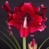 Amaryllis Daphne - Hippeastrum -Raciflore Soldes Boutique Amaryllis daphne 15923 1
