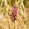 Anacamptis Sancta, Orchis Sacré - Orchidée Vivace 1 Anacamptis Sancta, Orchis Sacré - Orchidée Vivace -Raciflore Soldes Boutique Anacamptis sancta Orchis sacre Orchidee vivace copyright 18954 1