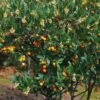Arbutus Unedo Atlantic - Arbousier -Raciflore Soldes Boutique Arbutus unedo 82783 1