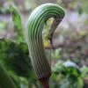 Arisaema Galeatum - Plante Cobra -Raciflore Soldes Boutique Arisaema galeatum 4180 1