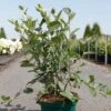 Aronia Melanocarpa Autumn Magic -Raciflore Soldes Boutique Aronia melanocarpa Autumn Magic NOBLE 83947 1