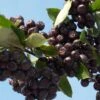 Aronia Prunifolia Nero - Aronie à Gros Fruits. -Raciflore Soldes Boutique Aronia prunifolia Nero 85481 1