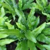 Asplenium Scolopendrium Angustifolia - Fougère Scolopendre 2 Asplenium Scolopendrium Angustifolia - Fougère Scolopendre -Raciflore Soldes Boutique Asplenium scolopendrium Angustifolia Fougere scolopendre 16530 1