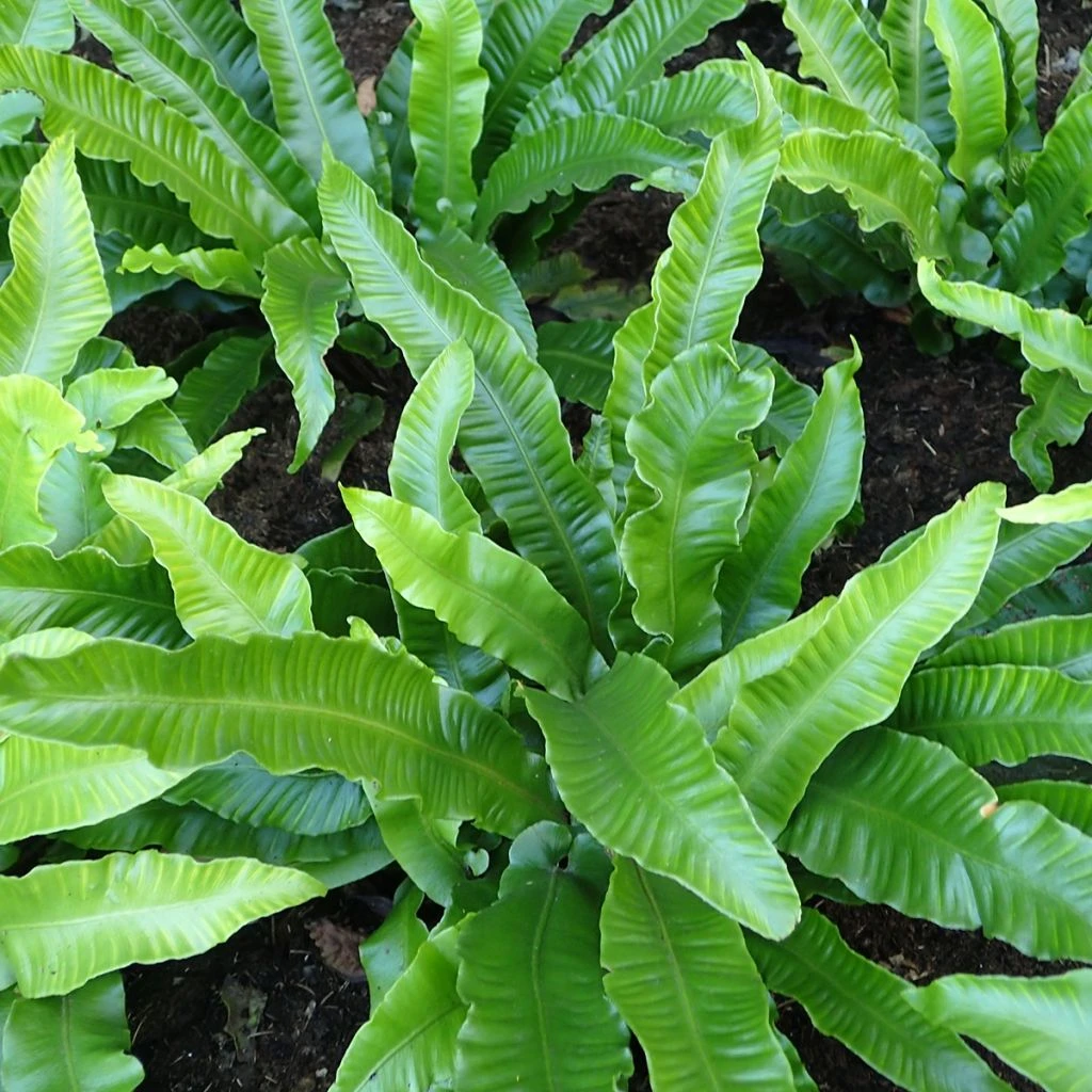 Asplenium Scolopendrium Angustifolia - Fougère Scolopendre 3 Asplenium Scolopendrium Angustifolia - Fougère Scolopendre