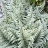 Athyrium Ghost - Fougère Femelle Hybride -Raciflore Soldes Boutique Athyrium Ghost Fougere femelle hybride IF 17123 1