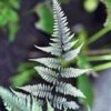 Athyrium Niponicum Pictum Metallicum - Fougère Femelle Japonaise -Raciflore Soldes Boutique Athyrium niponicum pictum Metallicum Fougere femelle japonaise 16532 1