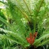 Blechnum Brasiliense Volcano 1 Blechnum Brasiliense Volcano -Raciflore Soldes Boutique Blechnum brasiliense Volcano 89864 1