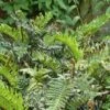 Blechnum Chilense 2 Blechnum Chilense -Raciflore Soldes Boutique Blechnum chilense 89866 1