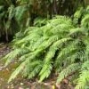Blechnum Novae-zelandiae 2 Blechnum Novae-zelandiae -Raciflore Soldes Boutique Blechnum novae 89865 1