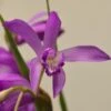 Bletilla Striata Soryu Blue Dragon - Orchidée Jacinthe Bleue -Raciflore Soldes Boutique Bletilla striata Soryu V 5034 1