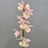 Calanthe Pink & Cream - Orchidée Vivace -Raciflore Soldes Boutique Calanthe Pink Cream Orchidee vivace IF 18955 1
