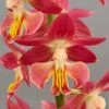 Calanthe Red Sunset - Orchidée Vivace -Raciflore Soldes Boutique Calanthe Red Sunset Orchidee vivace IF 18957 1