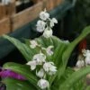 Calanthe Aristulifera - Ochidée Vivace -Raciflore Soldes Boutique Calanthe aristulifera 5030 1