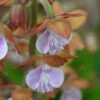 Calanthe Discolor -Raciflore Soldes Boutique Calanthe discolor ld yamada 9528 1