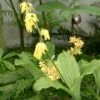 Calanthe Sieboldii - Orchidée De Jardin Jaune 1 Calanthe Sieboldii - Orchidée De Jardin Jaune -Raciflore Soldes Boutique Calanthe sieboldii 80357 1