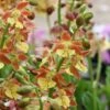 Calanthe Tricarinata - Orchidée Vivace -Raciflore Soldes Boutique Calanthe tricarinata 5032 1